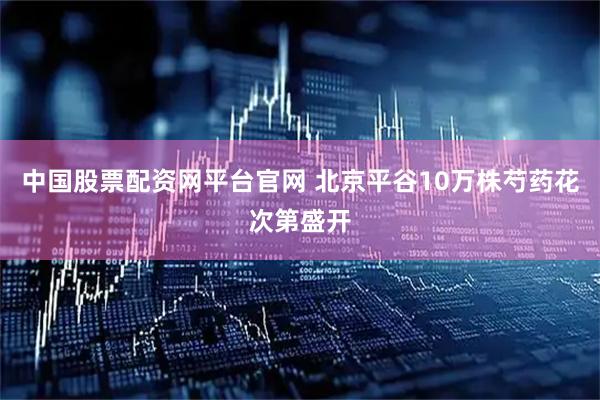 中国股票配资网平台官网 北京平谷10万株芍药花次第盛开